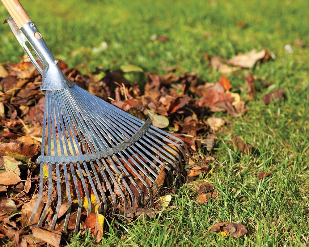 Fall Leaves on Grass — Bristol, IL — MC Lawn Services Co.