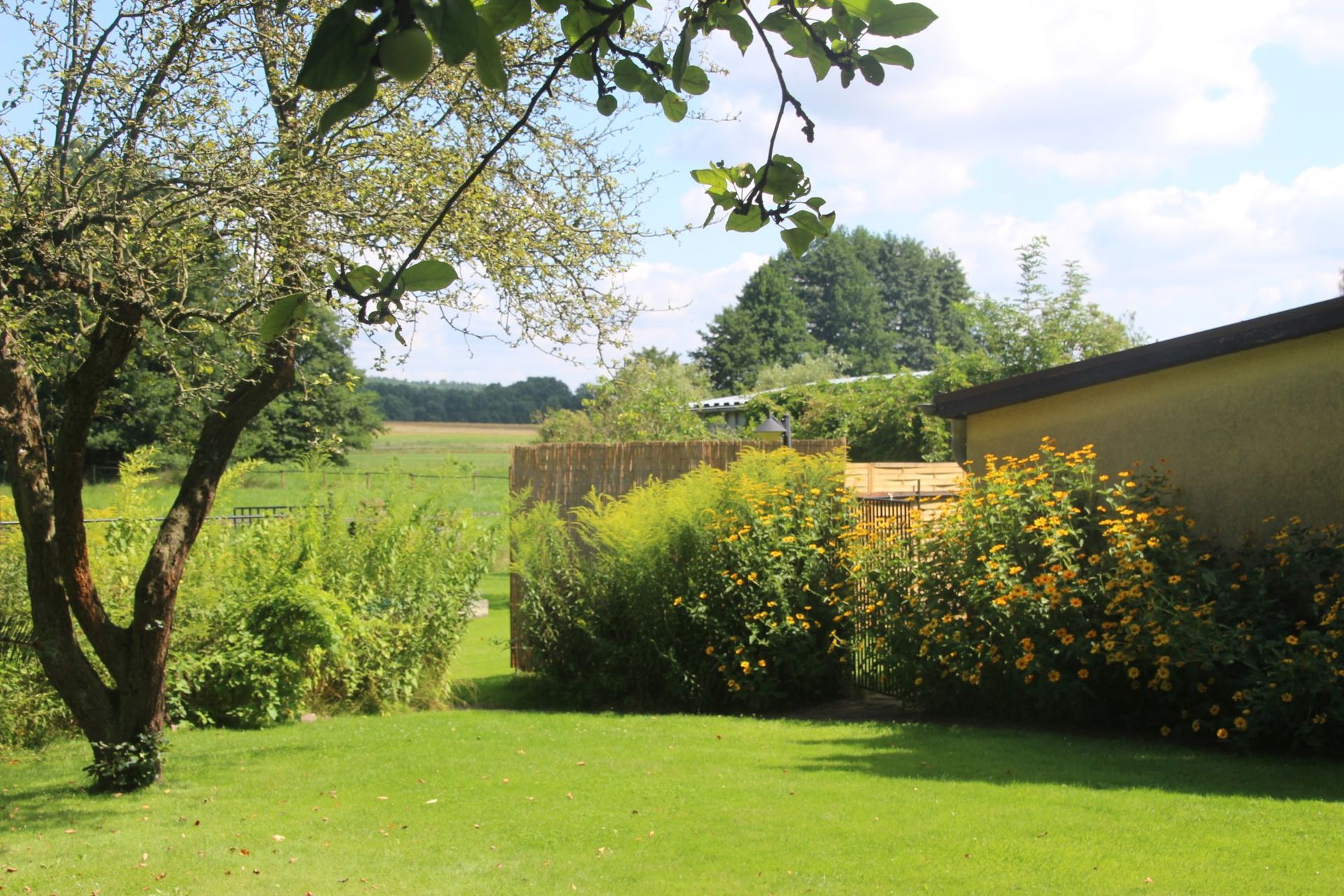 Ein üppiger grüner Rasen mit einem Baum im Vordergrund
