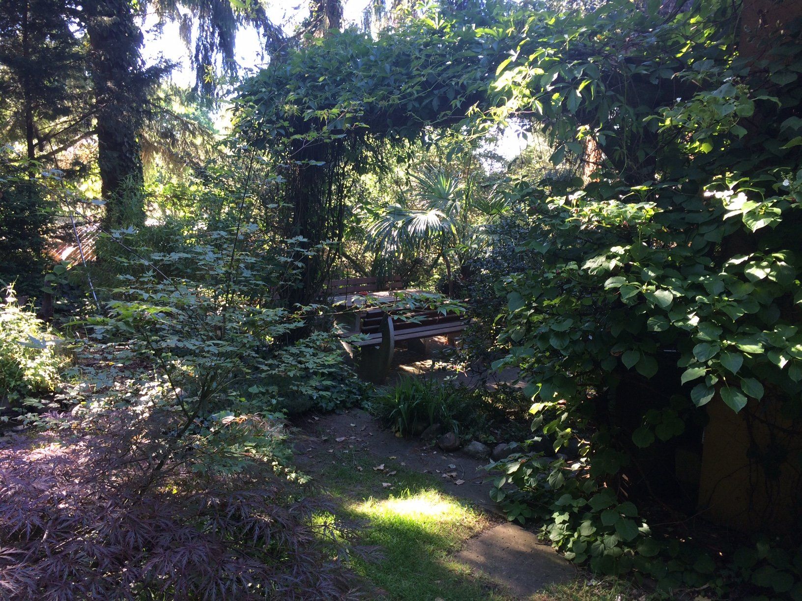 Ein Weg mitten in einem Wald mit Bäumen und Sträuchern
