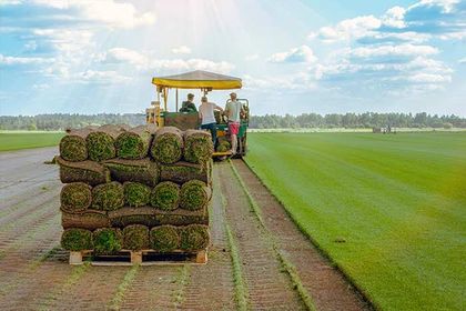 Turf Delivery — Organic Turf in Shoalhaven