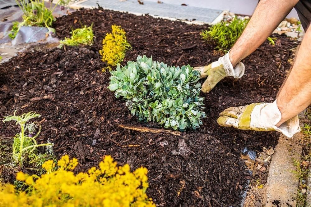 a person is planting a plant in a garden .