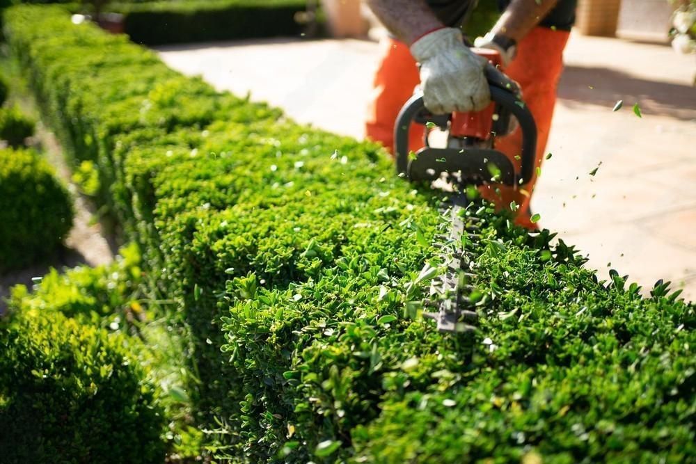 a man is cutting a hedge with a hedge trimmer .