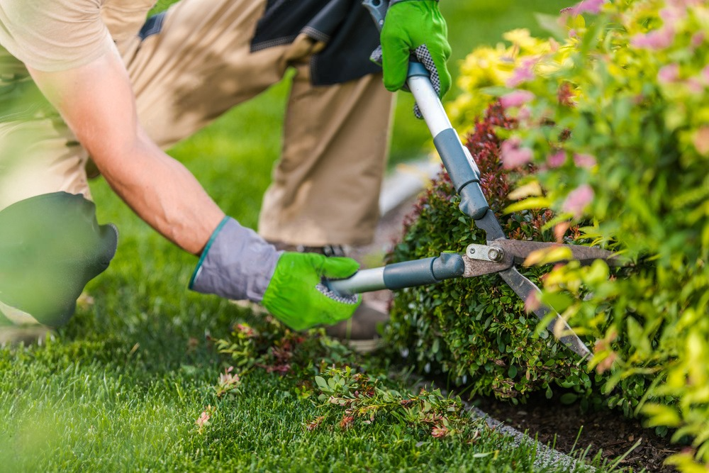 a man is cutting a bush with a pair of scissors in a garden .