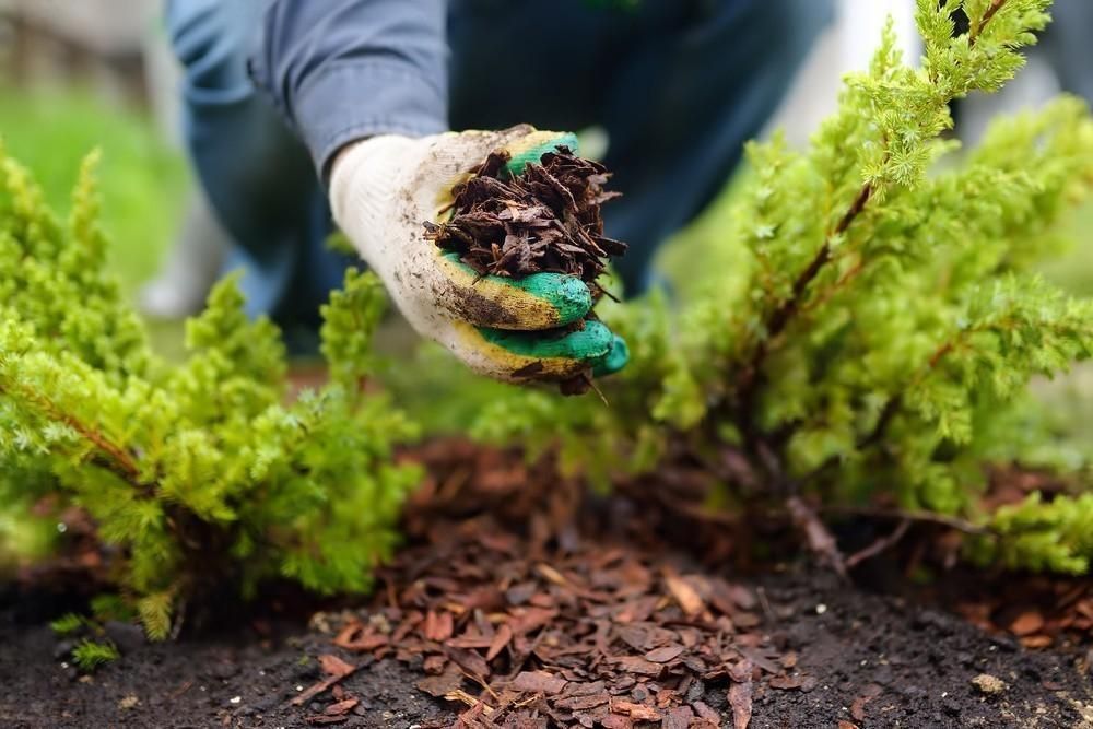 a person is kneeling down in the dirt holding a pile of mulch .