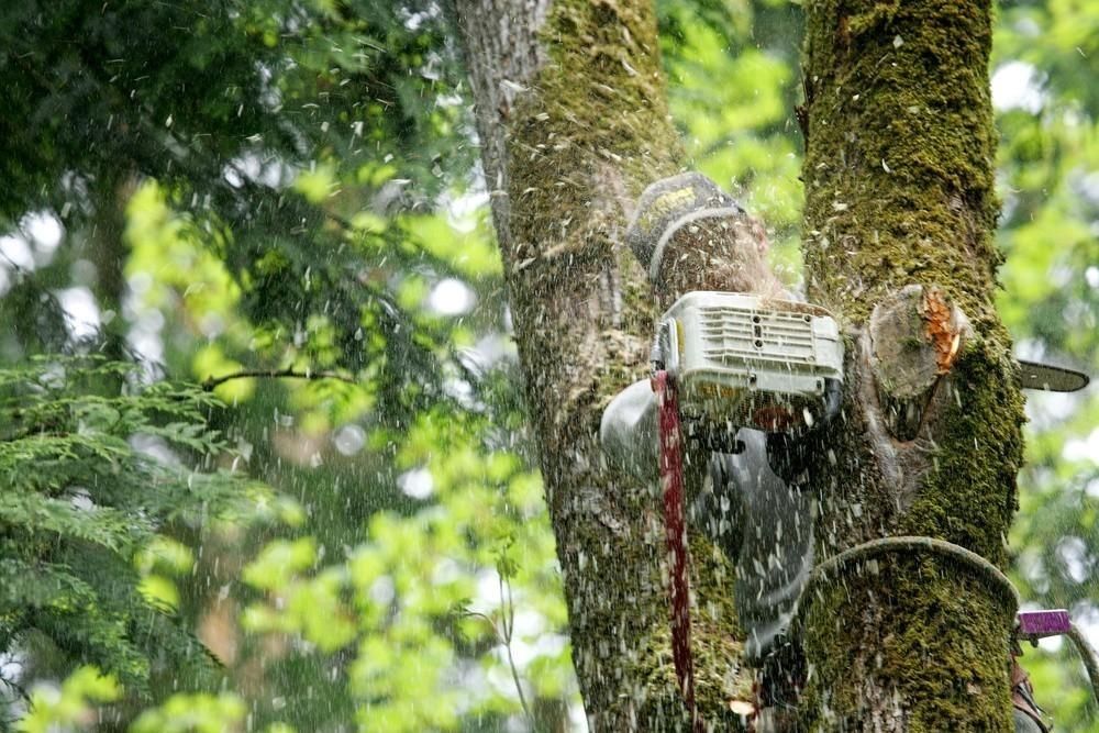 a person is cutting a tree with a chainsaw .