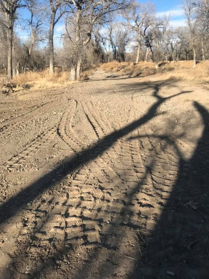 Deep tire tracks cross a dry, sandy riverbed beneath the long, dark shadow of a leafless tree on a bright day.