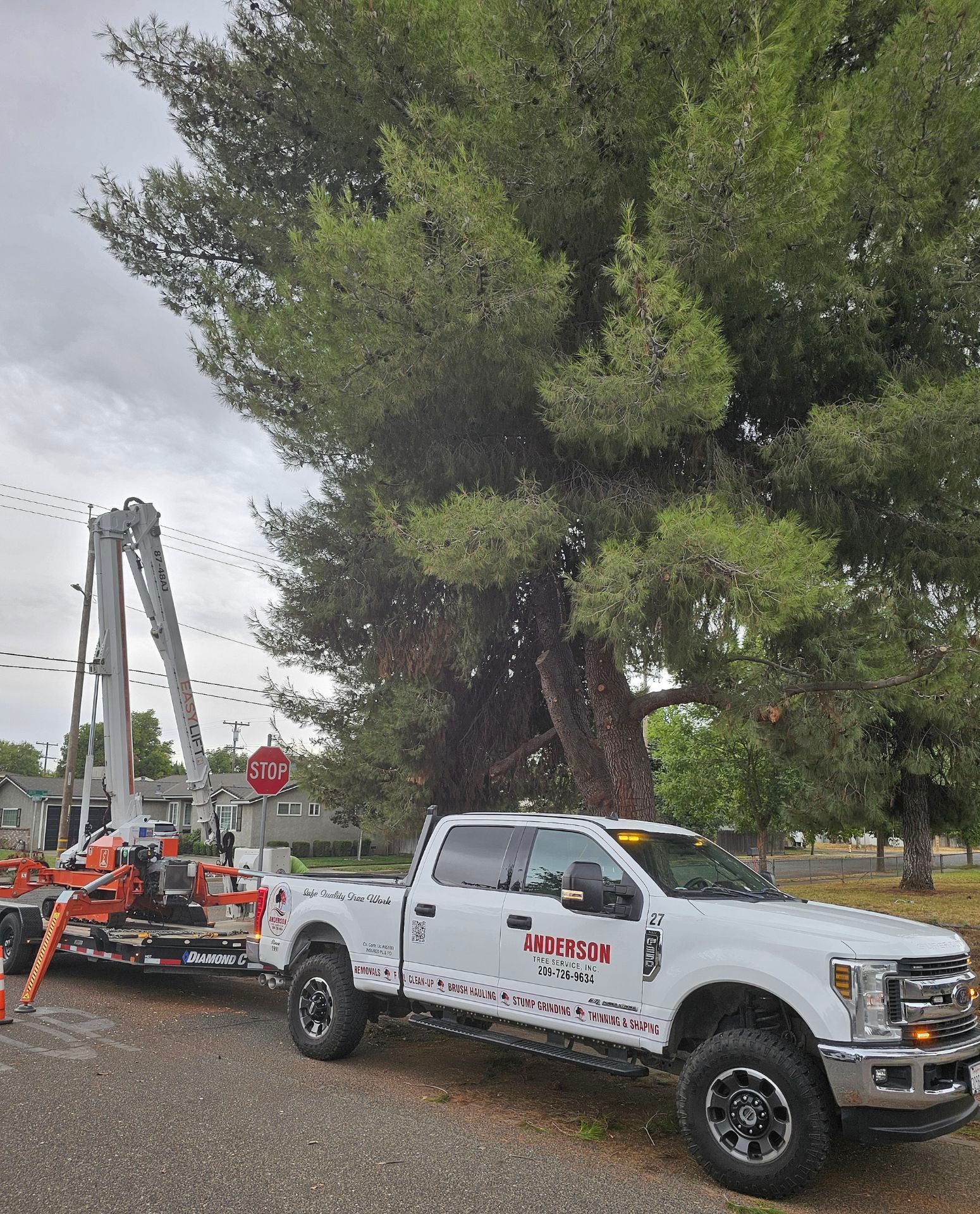 A white truck is parked in front of a large tree.