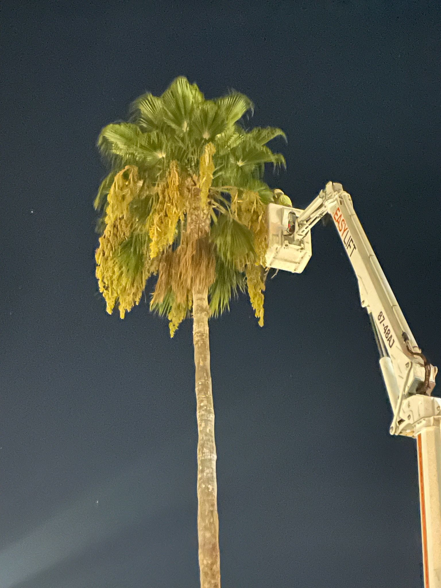 A crane is lifting a palm tree at night