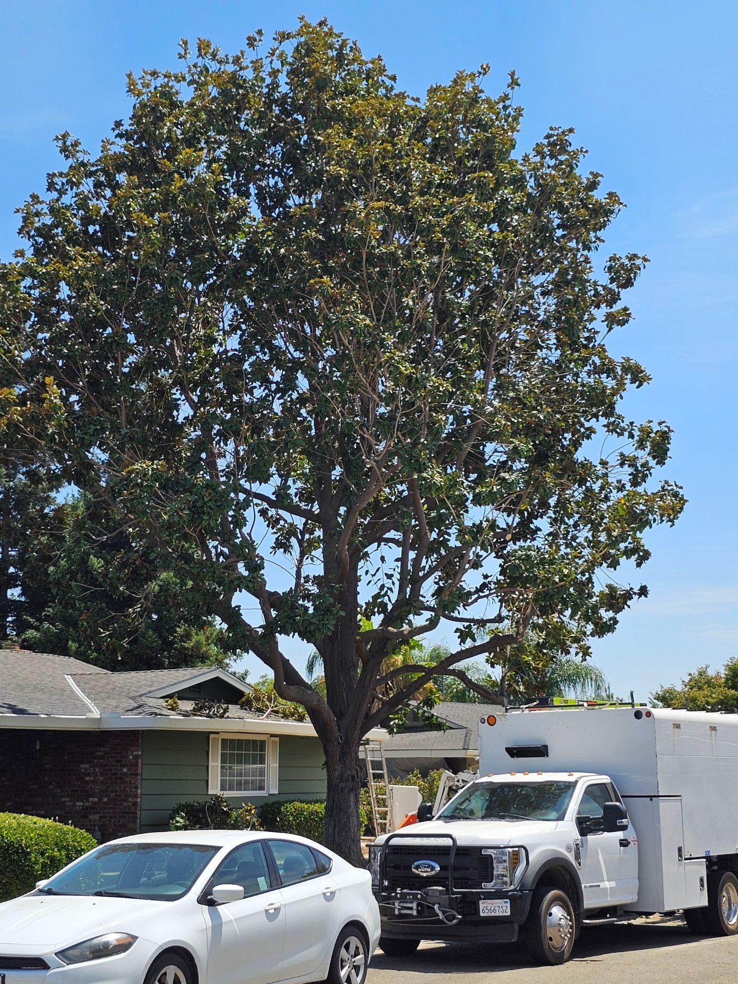 Beautiful Tree Pruning Job Merced Ca