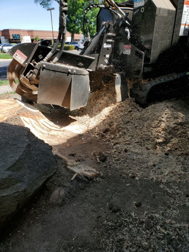 A stump grinder is cutting a tree stump in the ground.