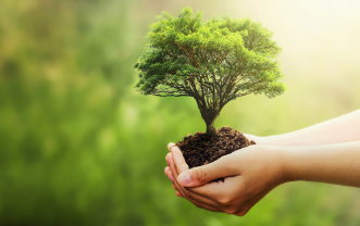 Tree Planting Services