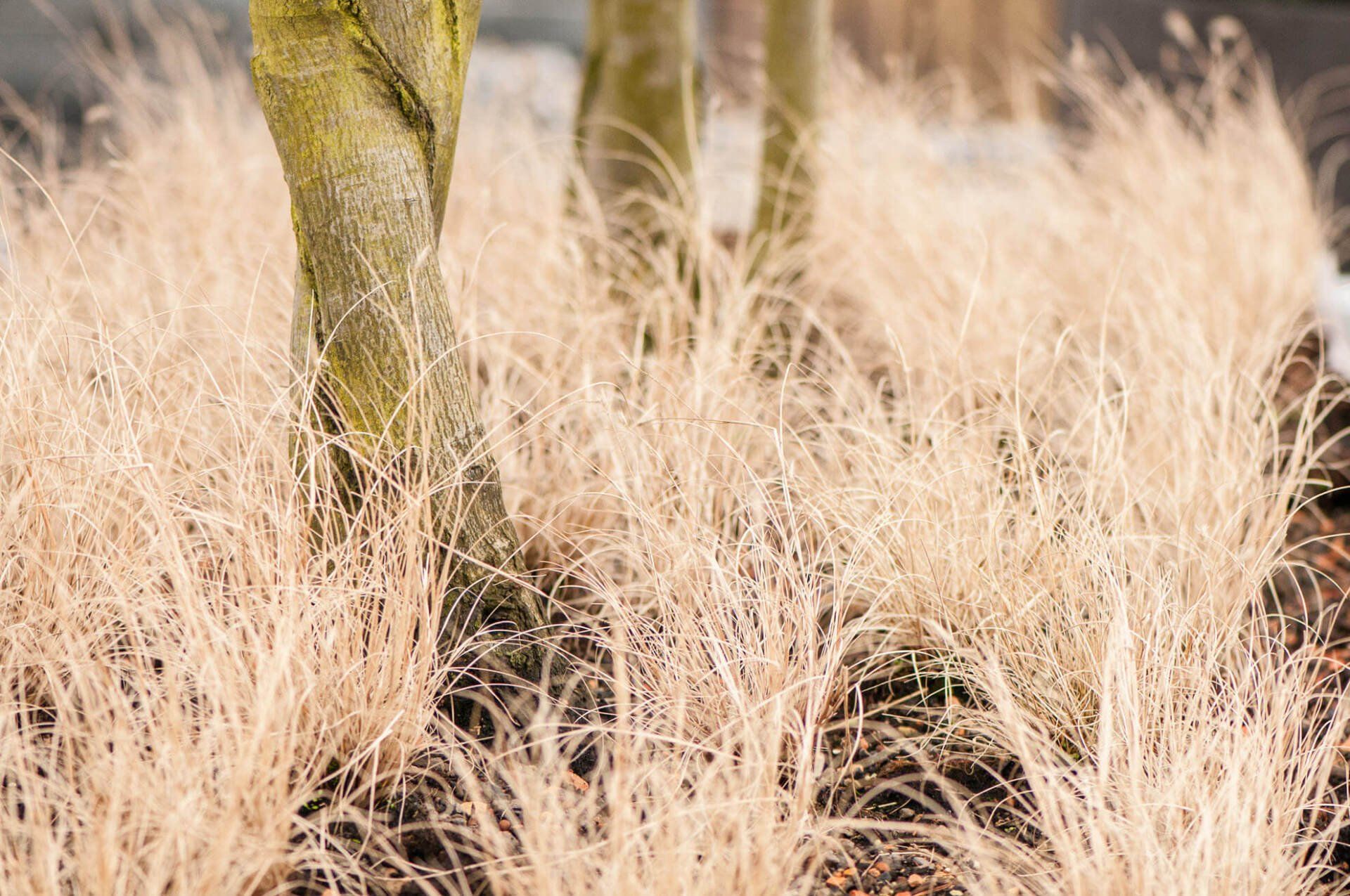 Gartenbau und Gartengestaltung Gräser Felsenbirnen