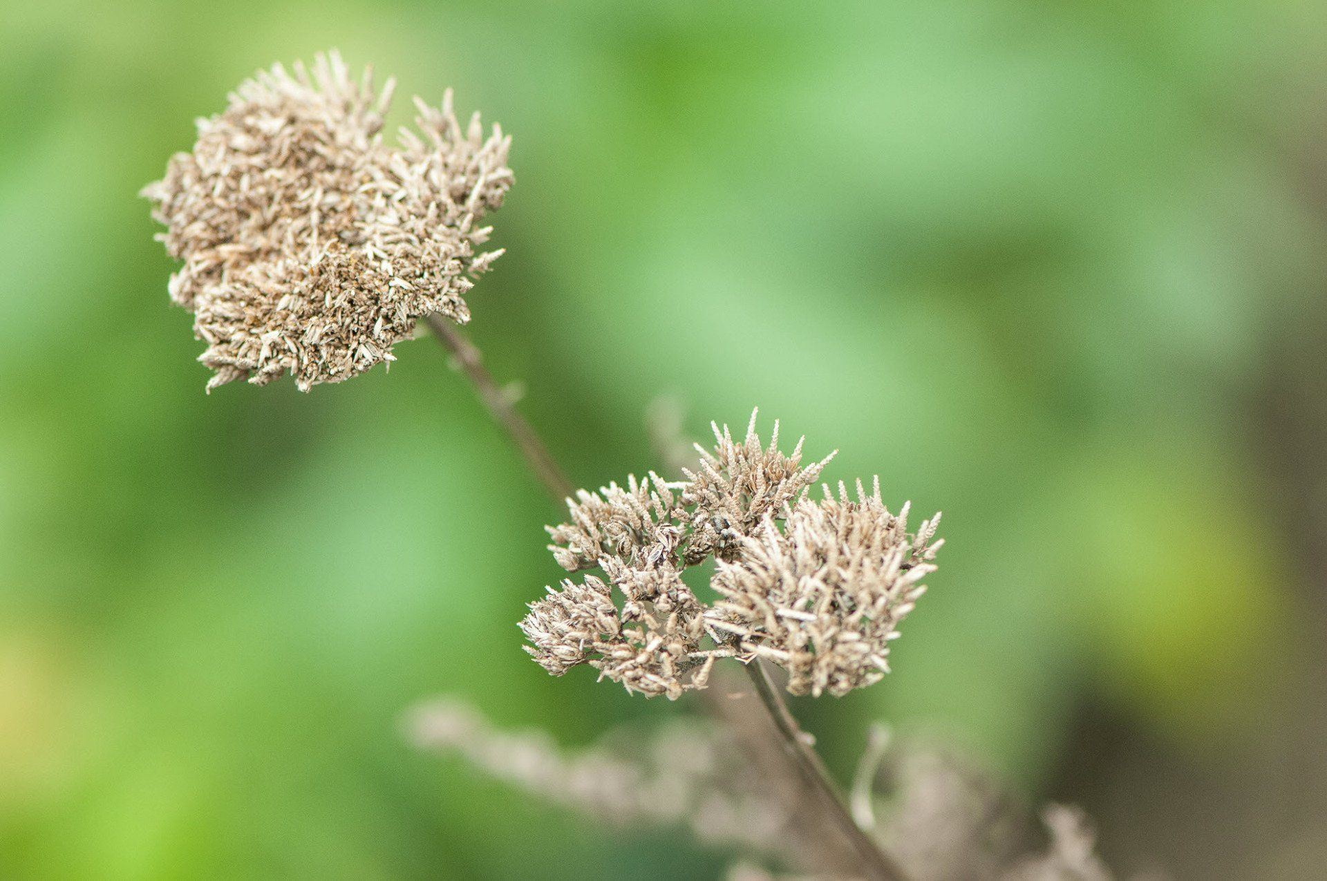 Gartenbau und Gartengestaltung Blütenstände