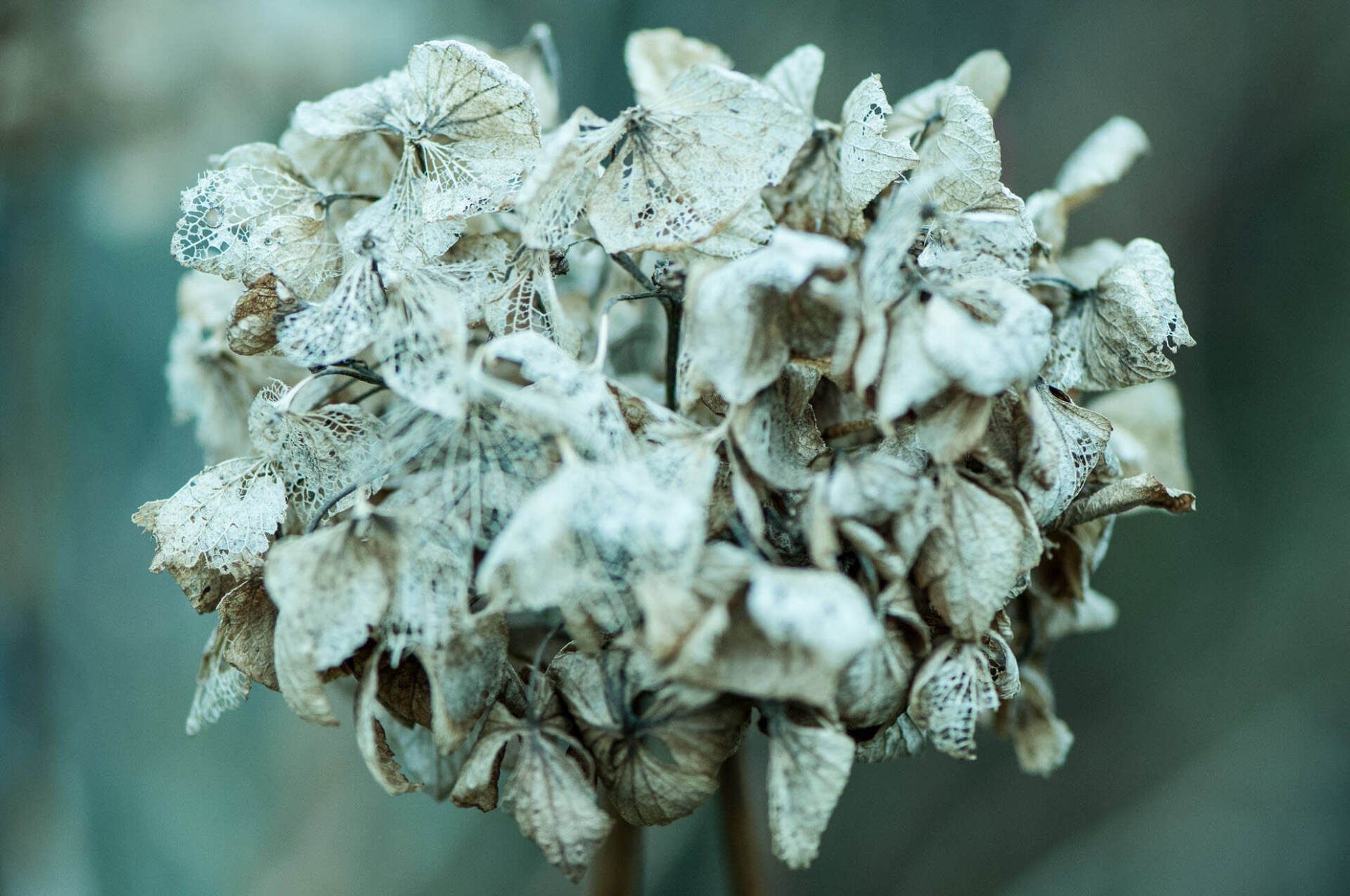 Gartenbau und Gartengestaltung Hortensie