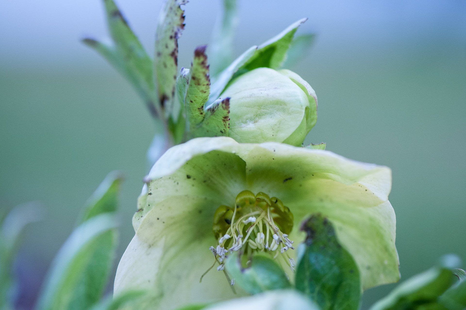 Gartenbau und Gartengestaltung Christrose