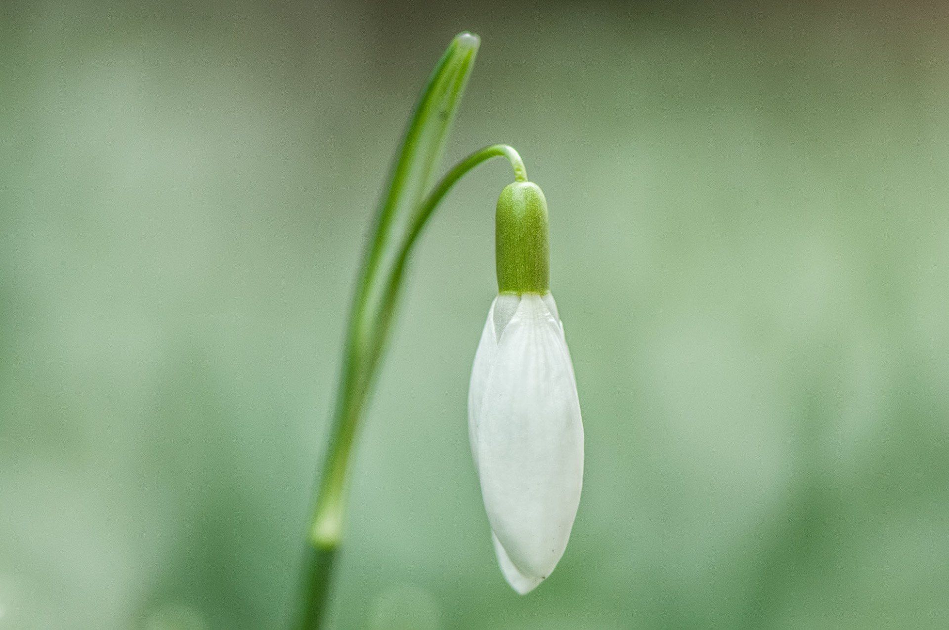 Gartenbau und Gartengestaltung Schneeglöckchen