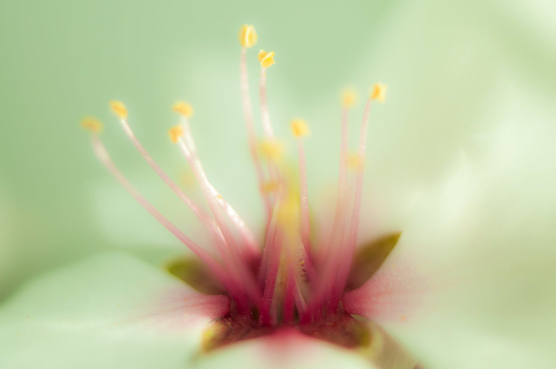 Gartenbau und Gartengestaltung Mandelblüte