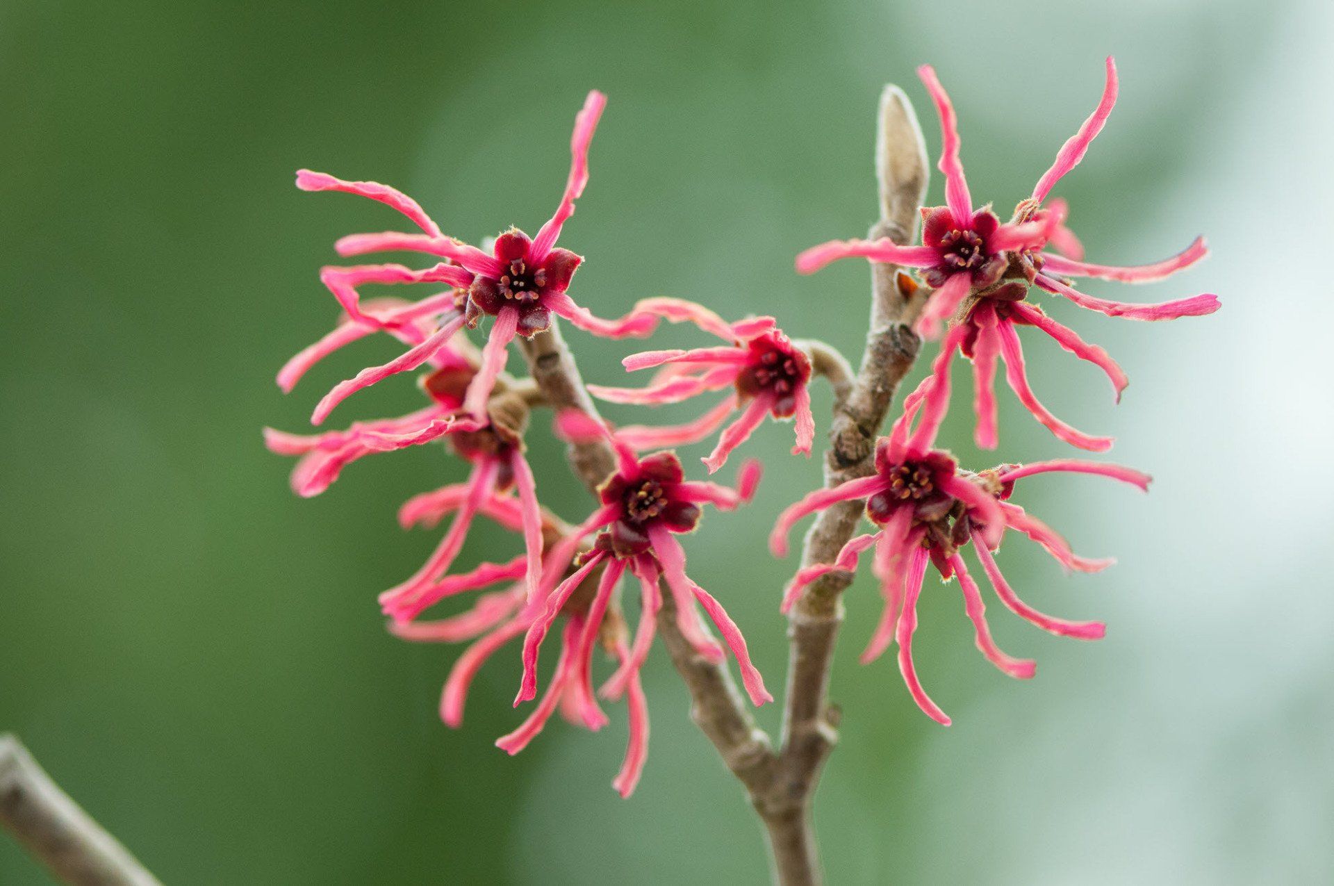 Gartenbau und Gartengestaltung Hamamelis