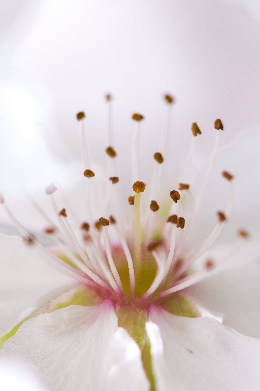 Gartenbau und Gartengestaltung Wildpflaume