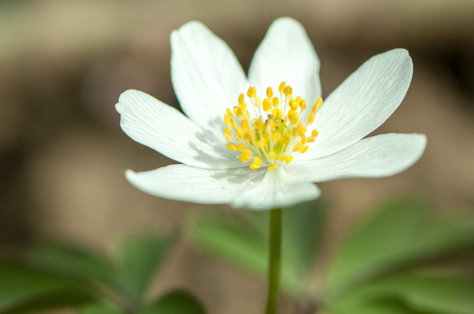 Gartenbau und Gartengestaltung Buschwindröschen