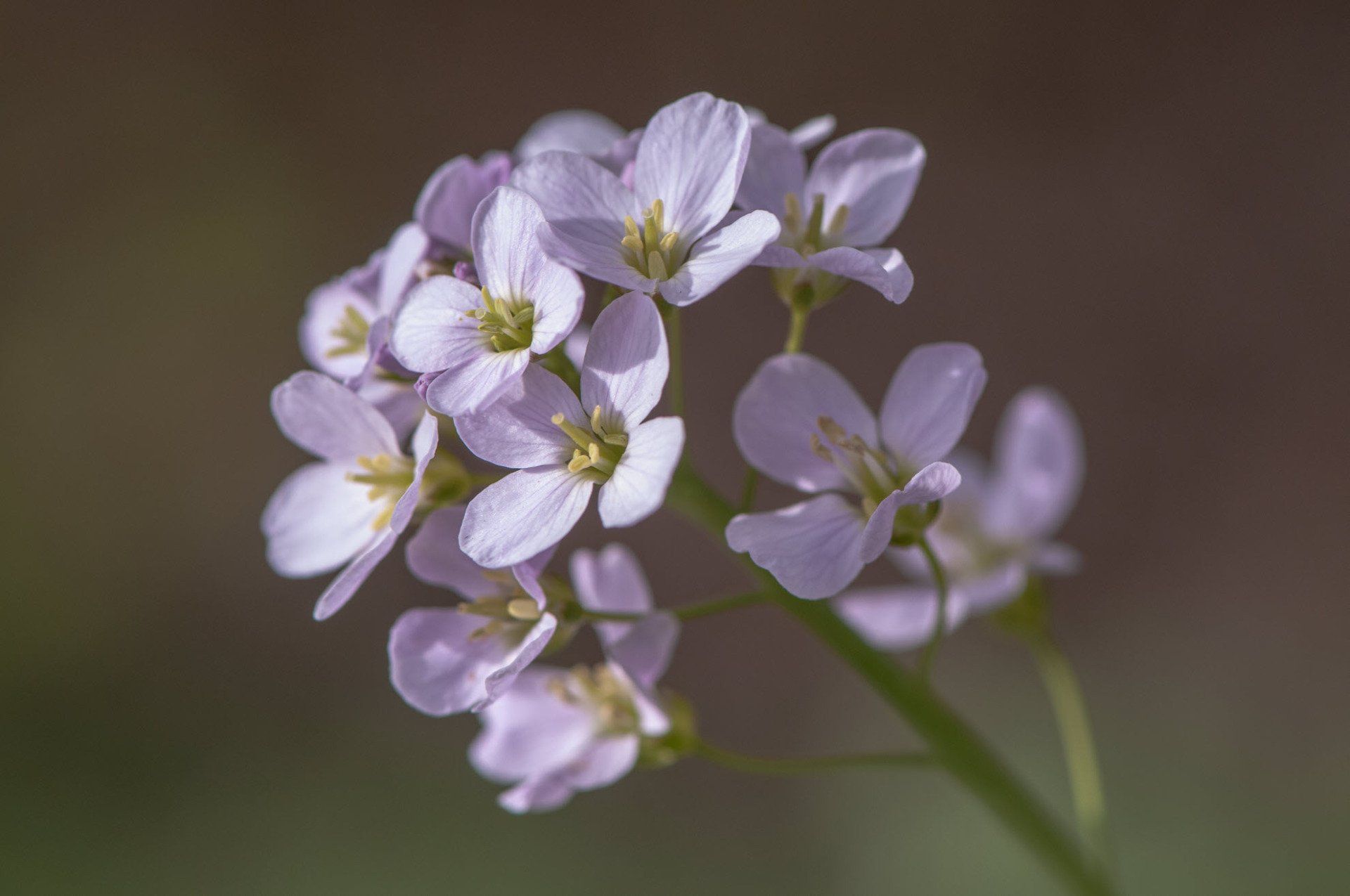 Gartenbau und Gartengestaltung Seifenkraut