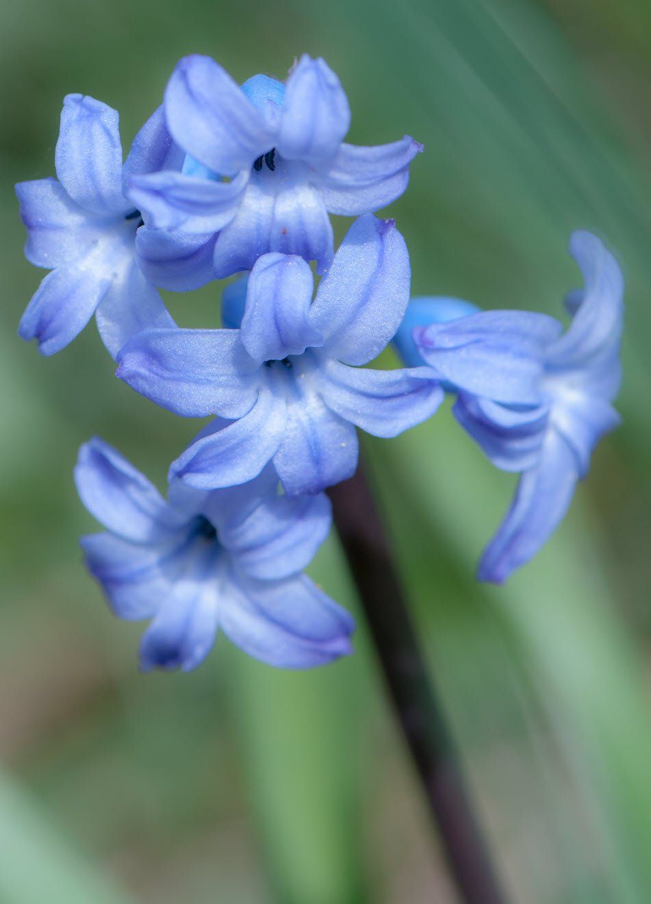 Gartenbau und Gartengestaltung Blüten