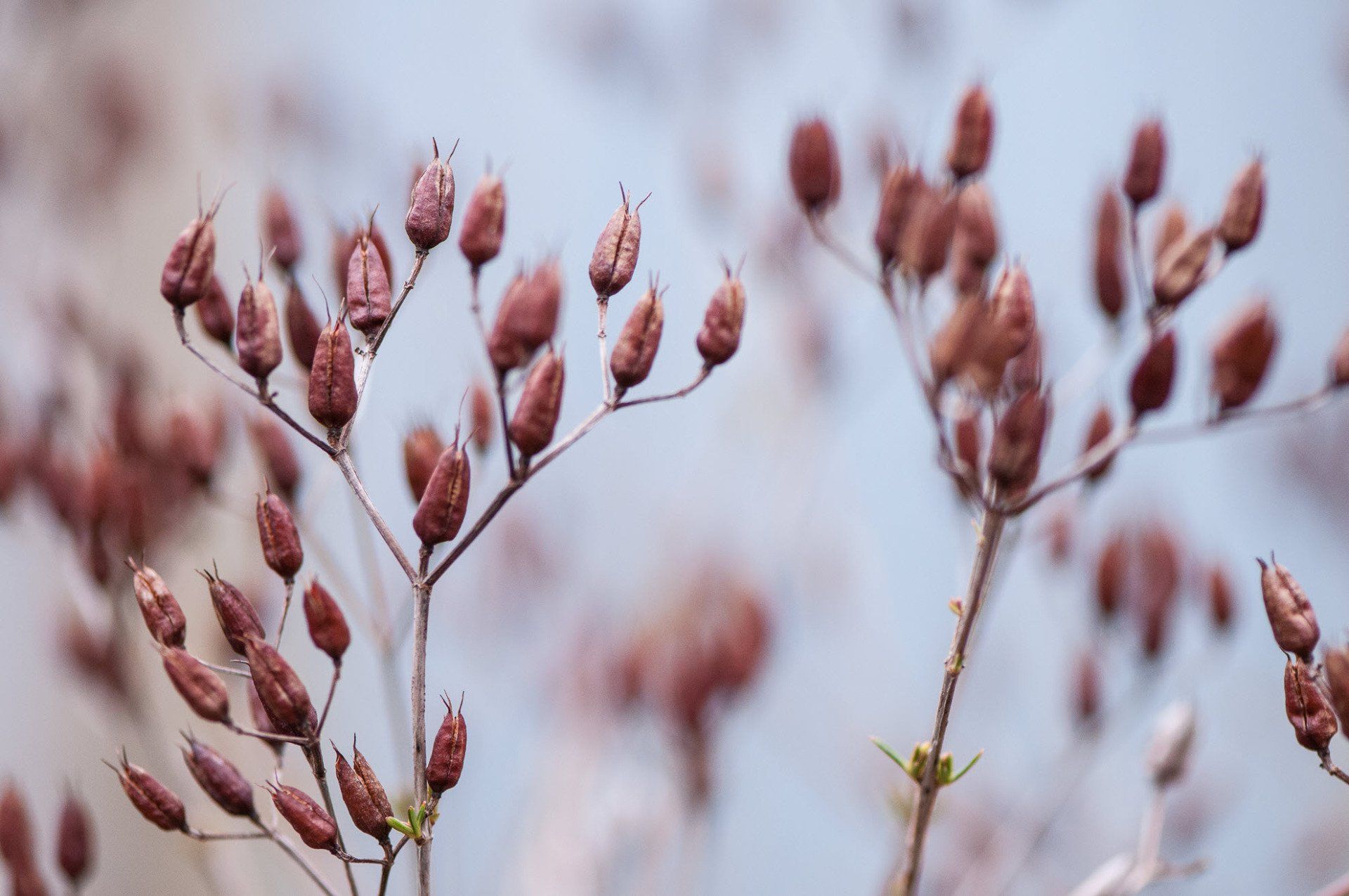 Gartenbau und Gartengestaltung Samenstände