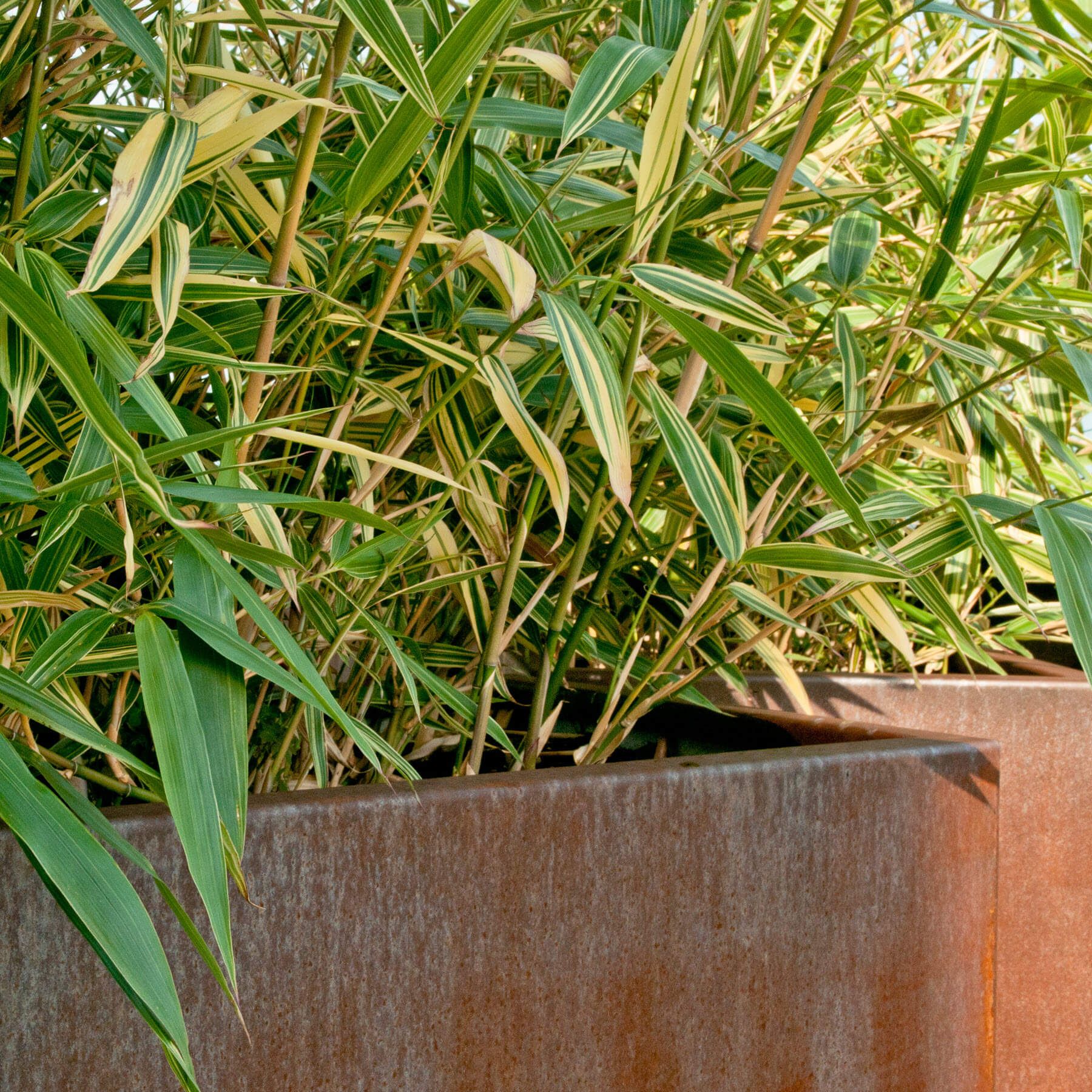 Gartenbau und Gartengestaltung Bambus Cortengefäss