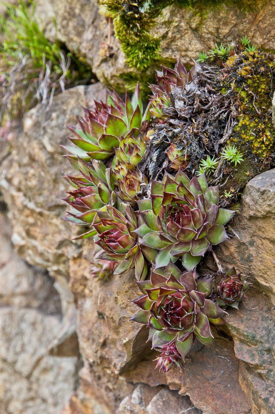 Gartenbau und Gartengestaltung Hauswurz Trockenmauer