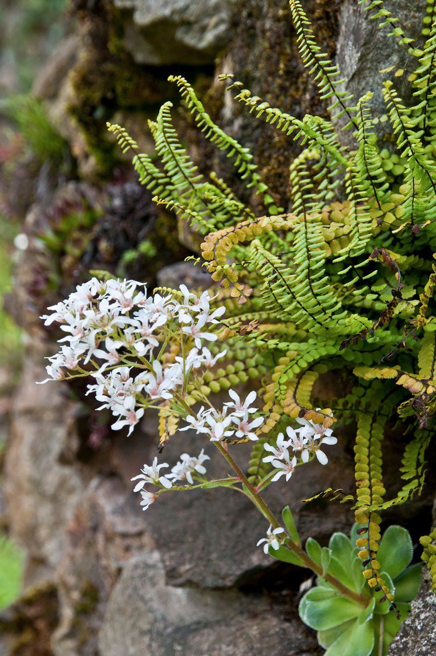 Gartenbau und Gartengestaltung Bepflanzung Trockenmauer