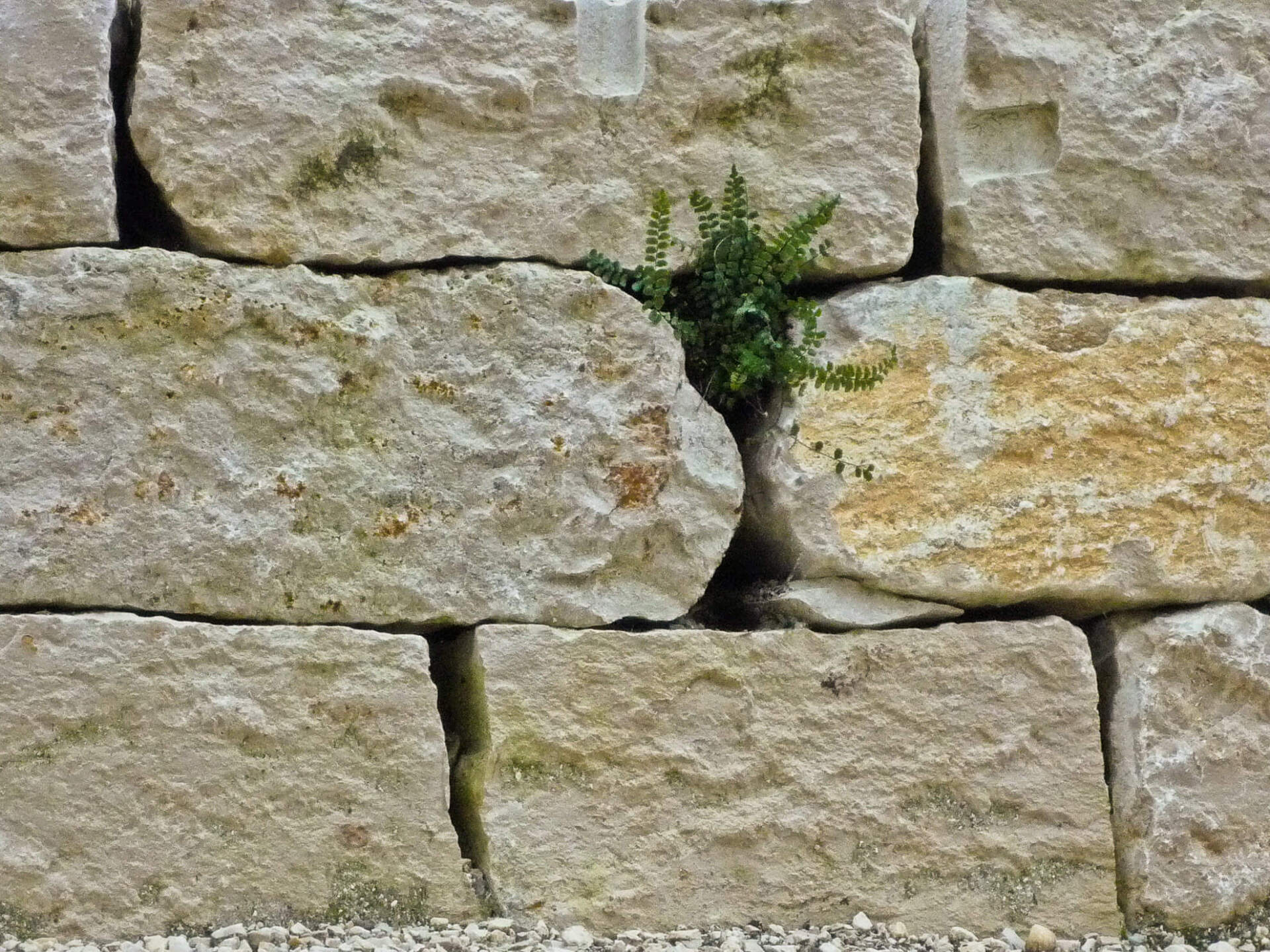 Gartenbau und Gartengestaltung Trockenmauer Jurakalkstein