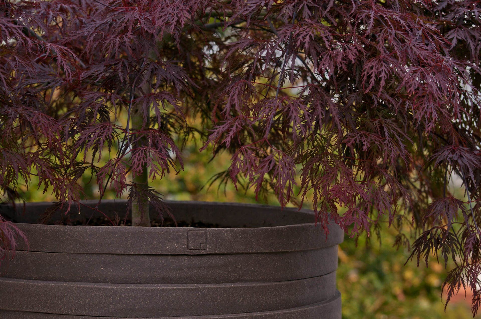Gartenbau und Gartengestaltung japanischer Ahorn