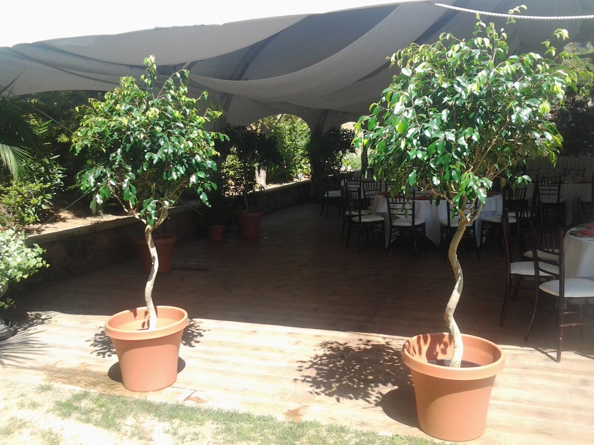Two potted trees in front of a tent with tables and chairs