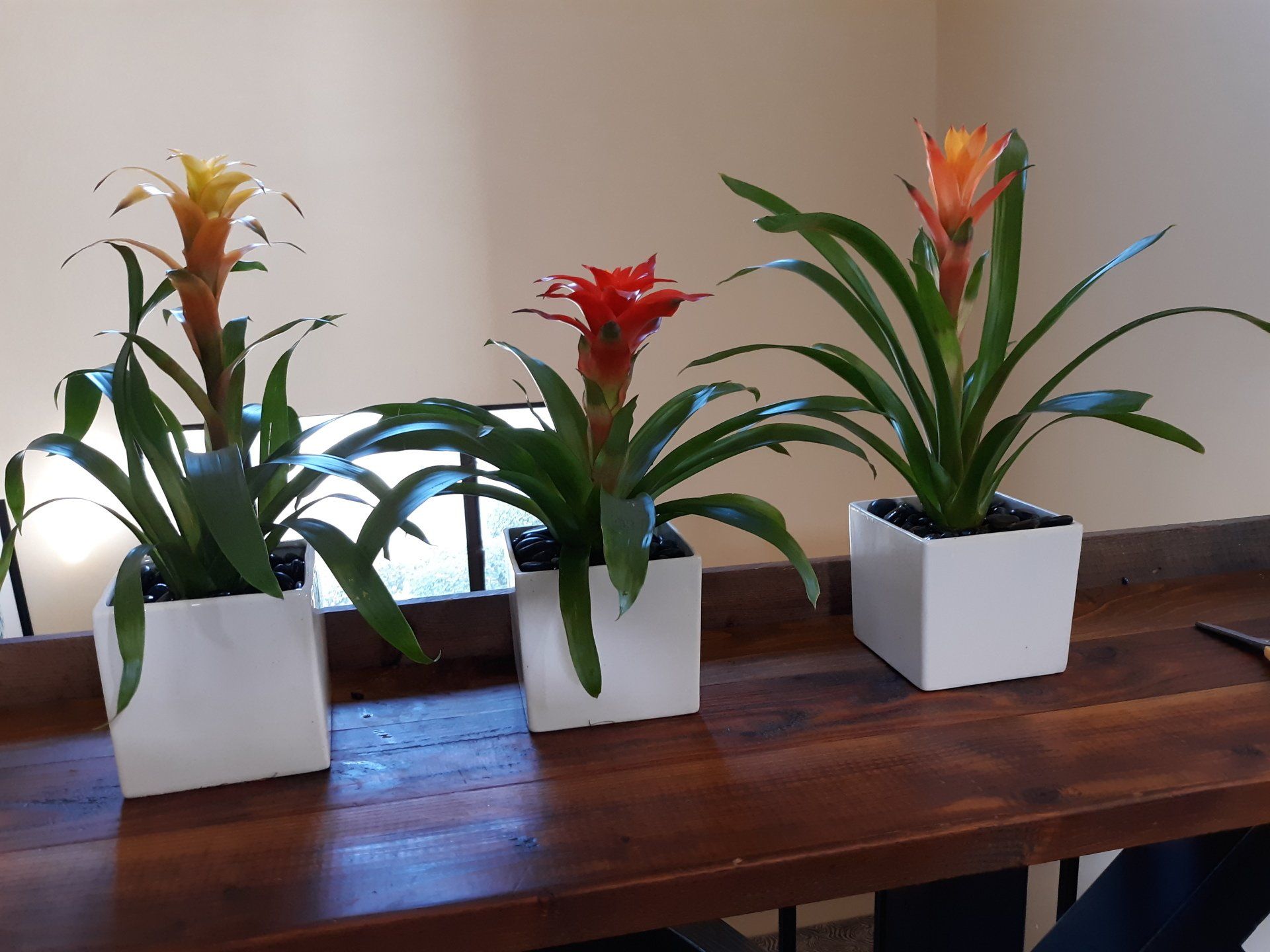 Three potted plants are sitting on a wooden table