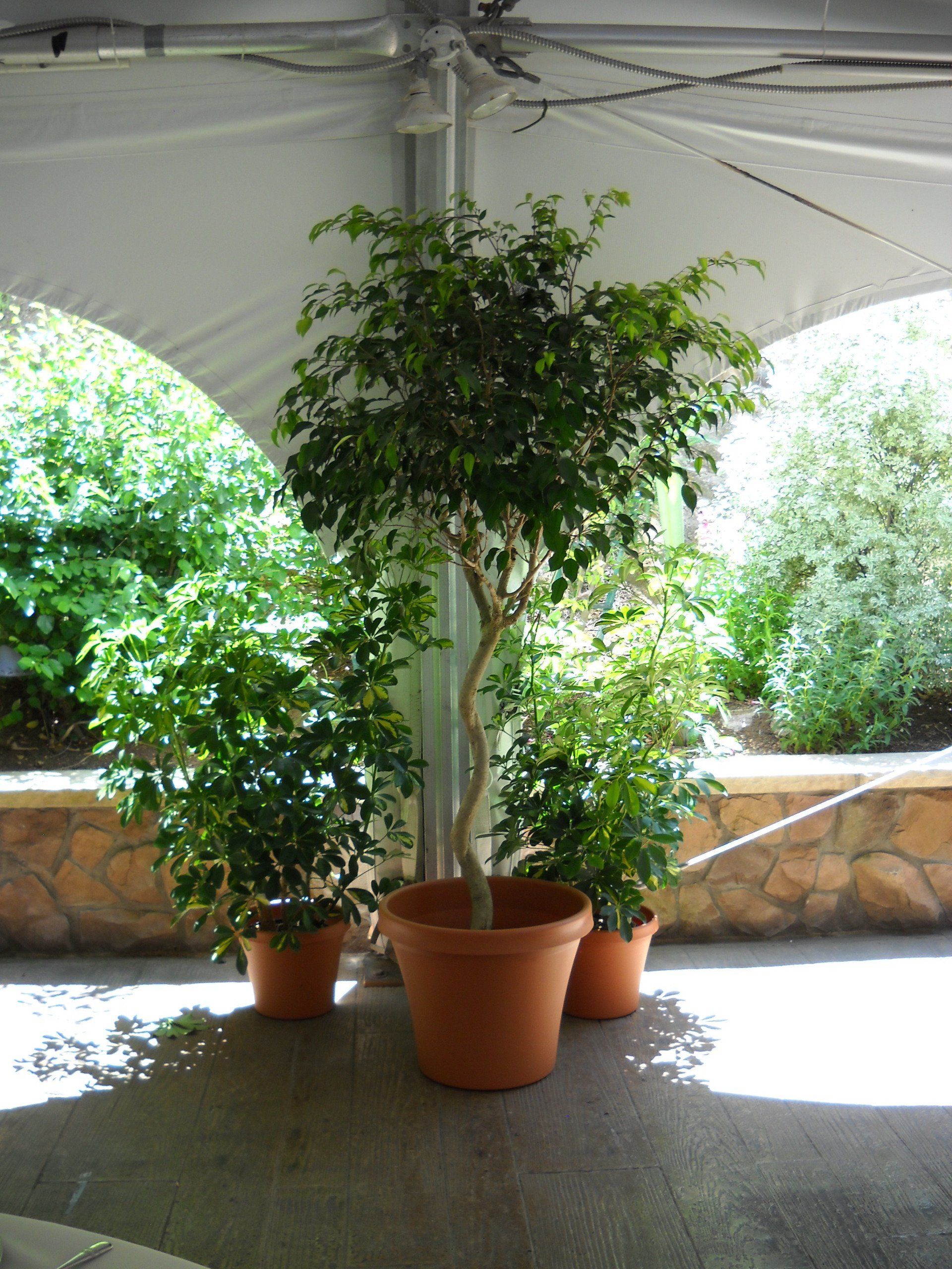 Three potted plants are under a white tent