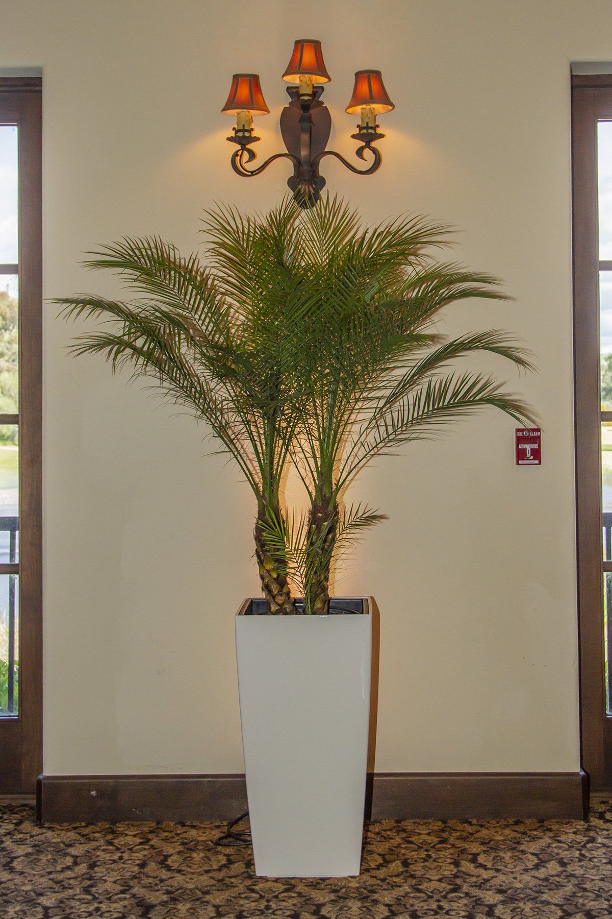 A large potted plant is sitting in a room next to a window.
