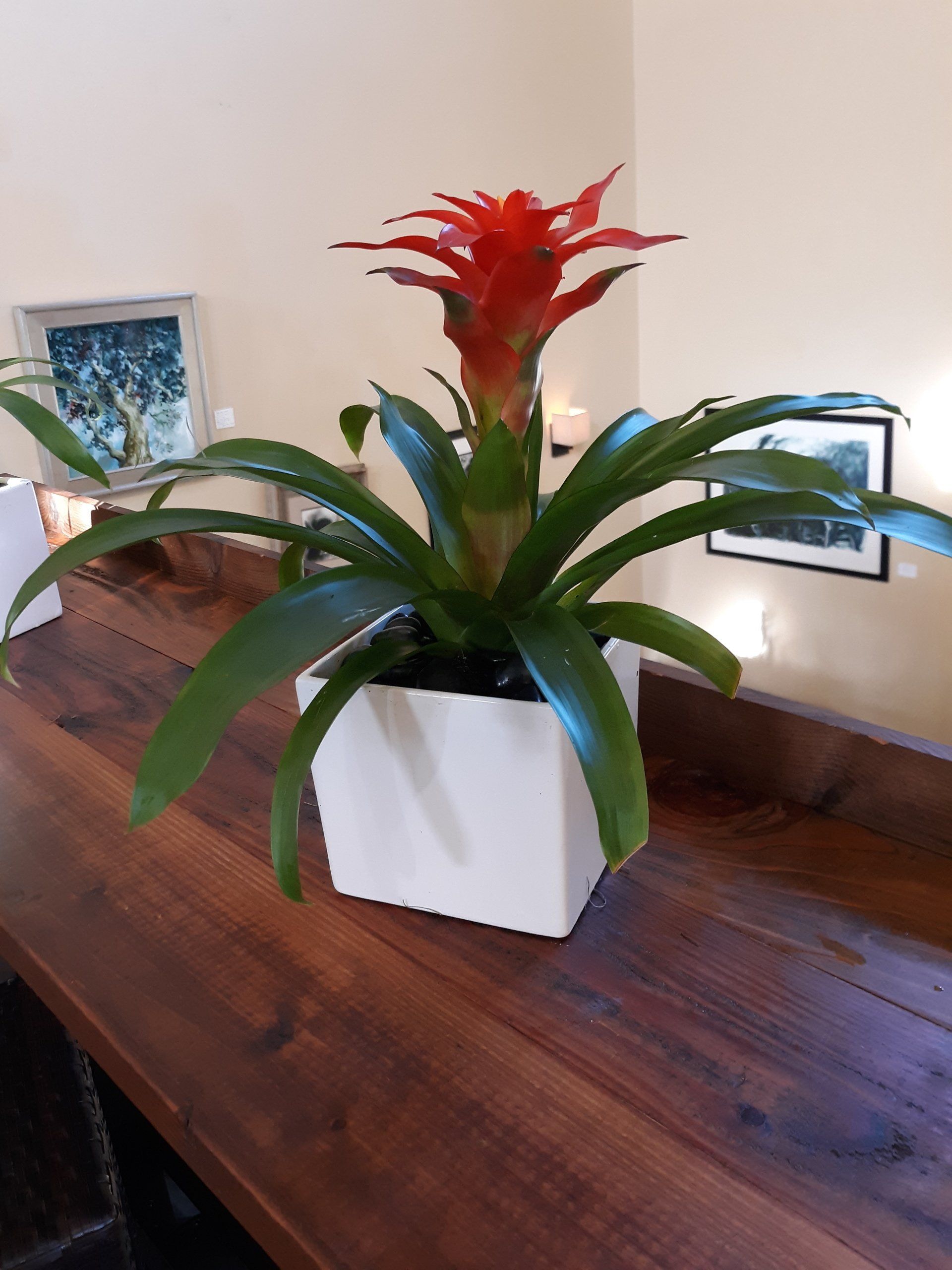 A potted plant with a red flower is sitting on a wooden table.