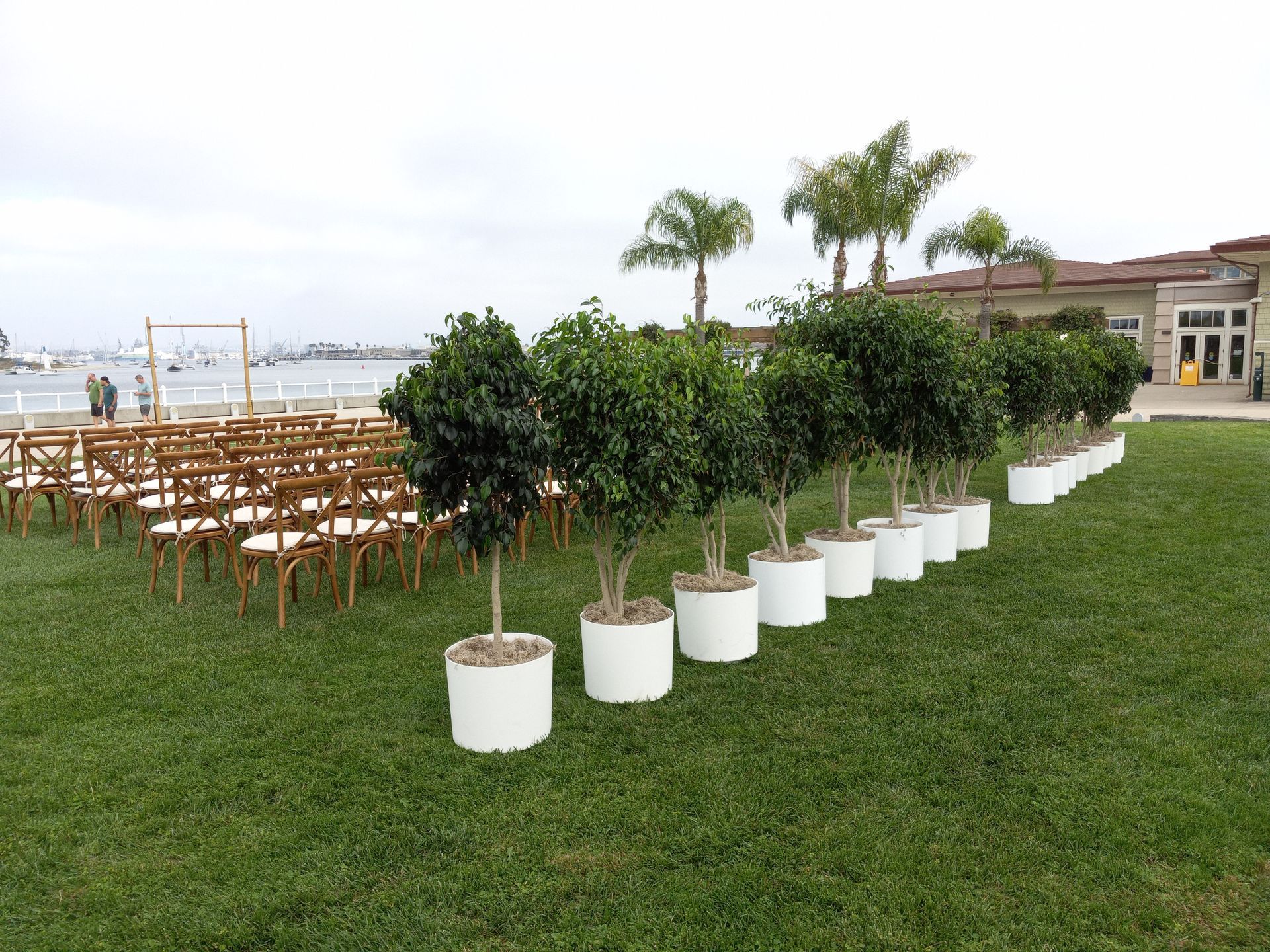 A row of potted trees are lined up in a grassy field.