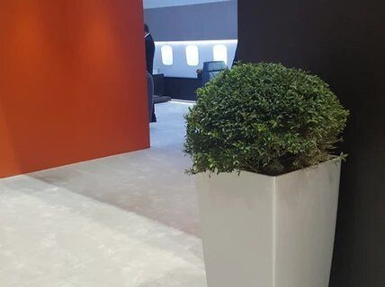 A potted plant is sitting on the floor in a room.