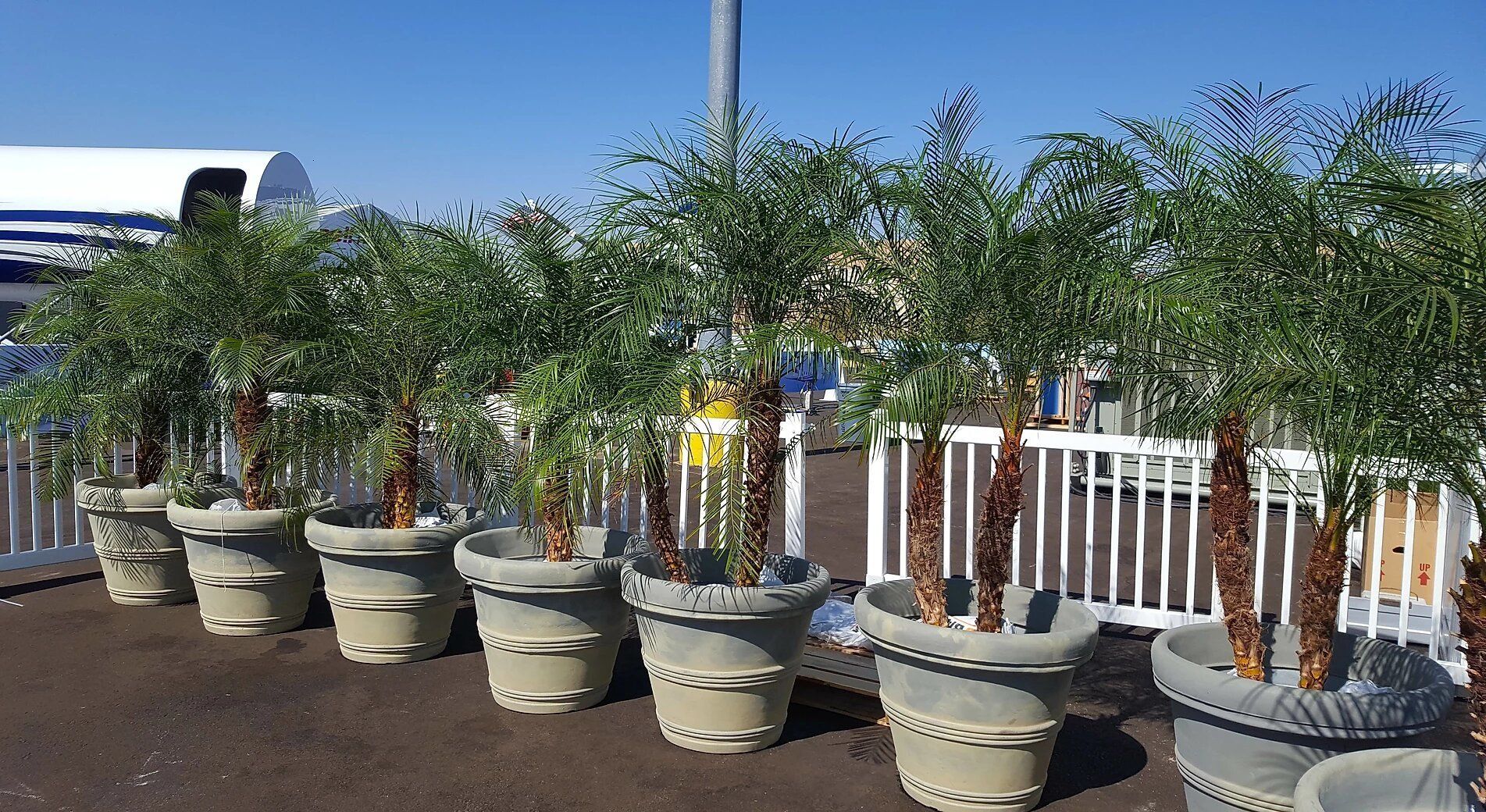 A row of potted plants are lined up in front of a fence.