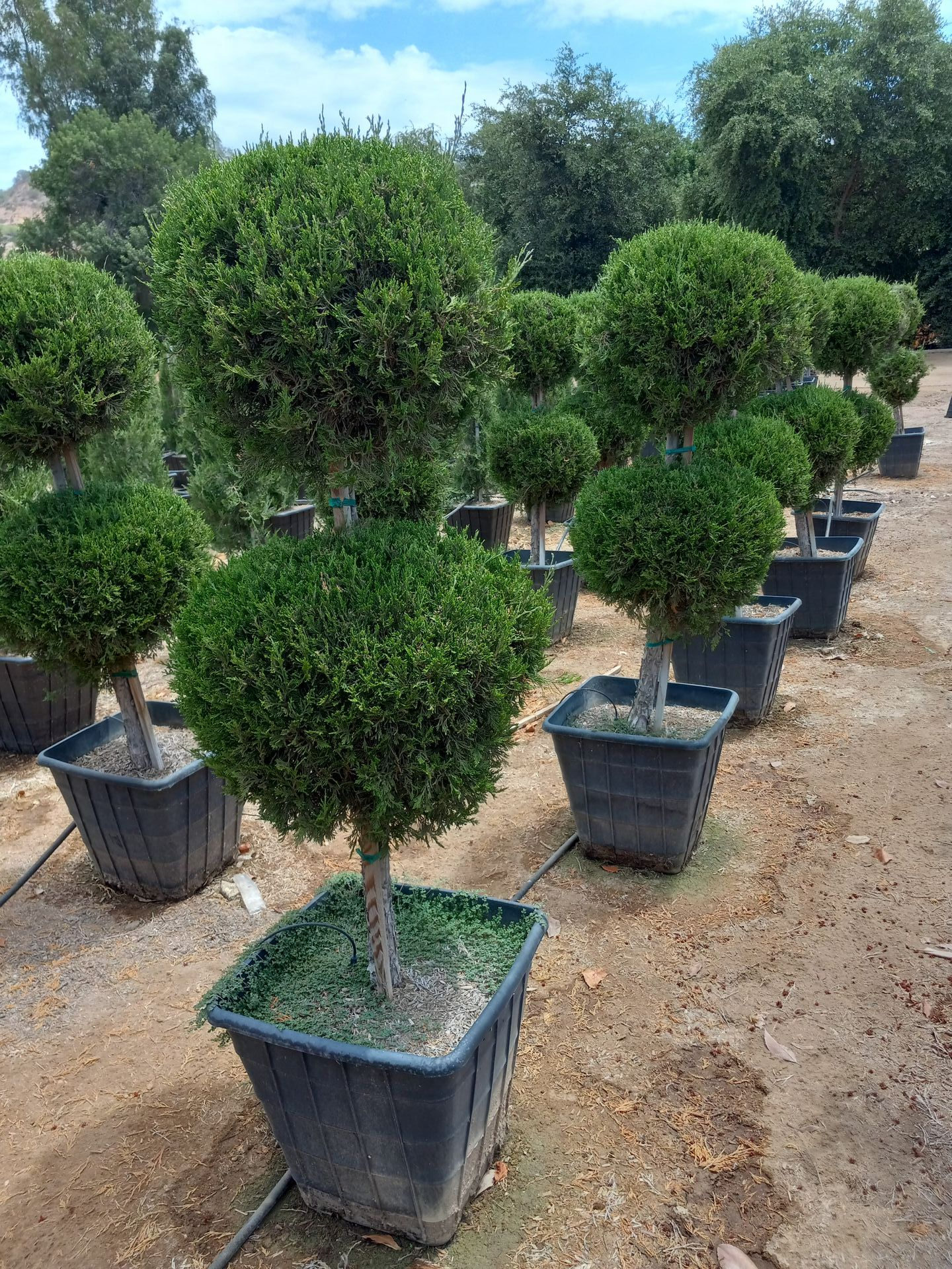 A row of potted trees sitting on top of a dirt field.