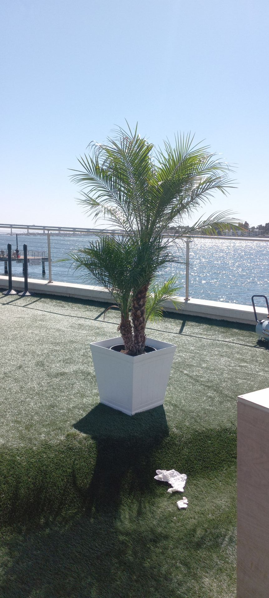 A palm tree in a white pot is sitting on top of a lush green lawn next to a body of water.