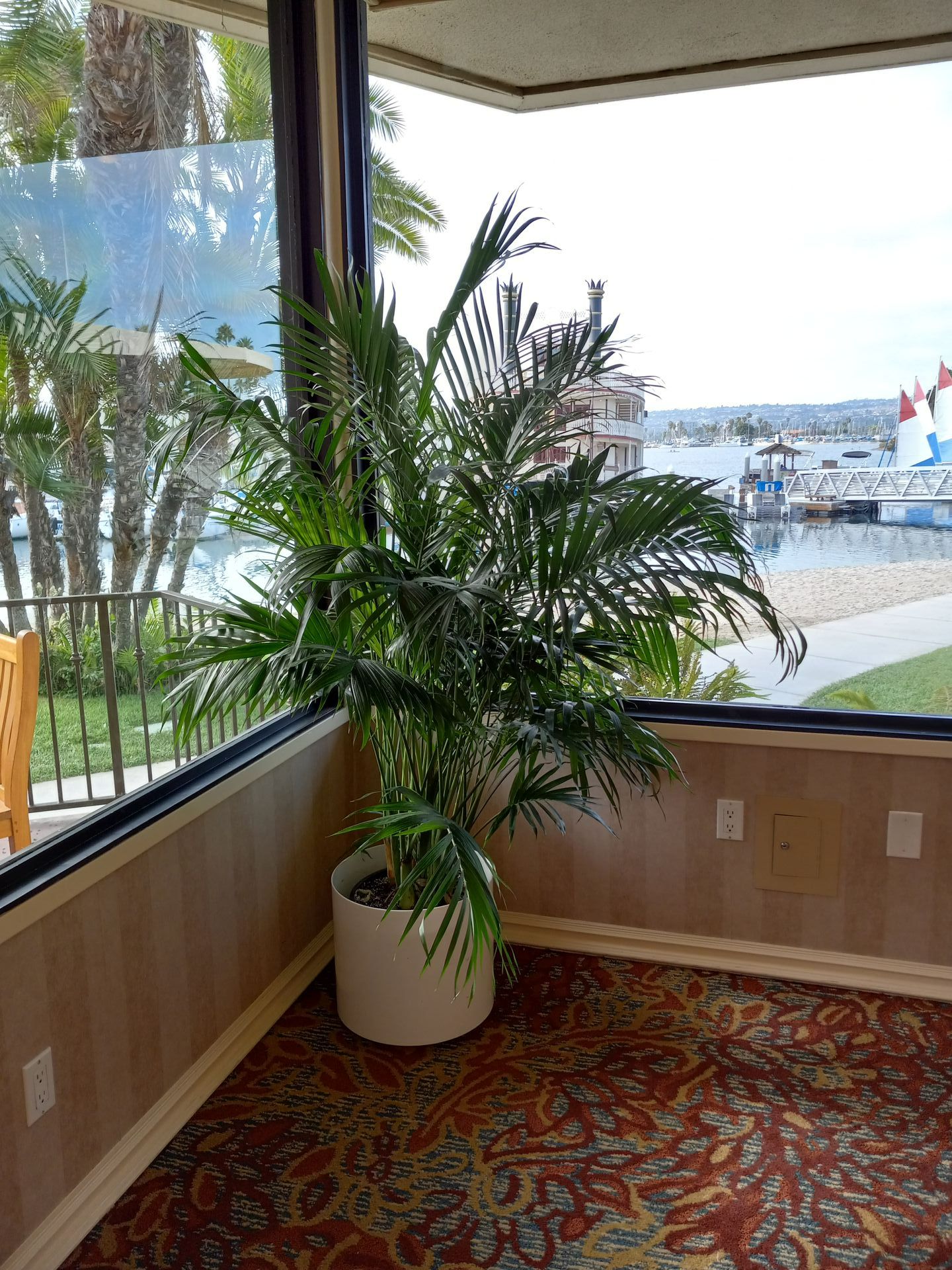 A large potted plant is sitting in a corner of a room next to a window.