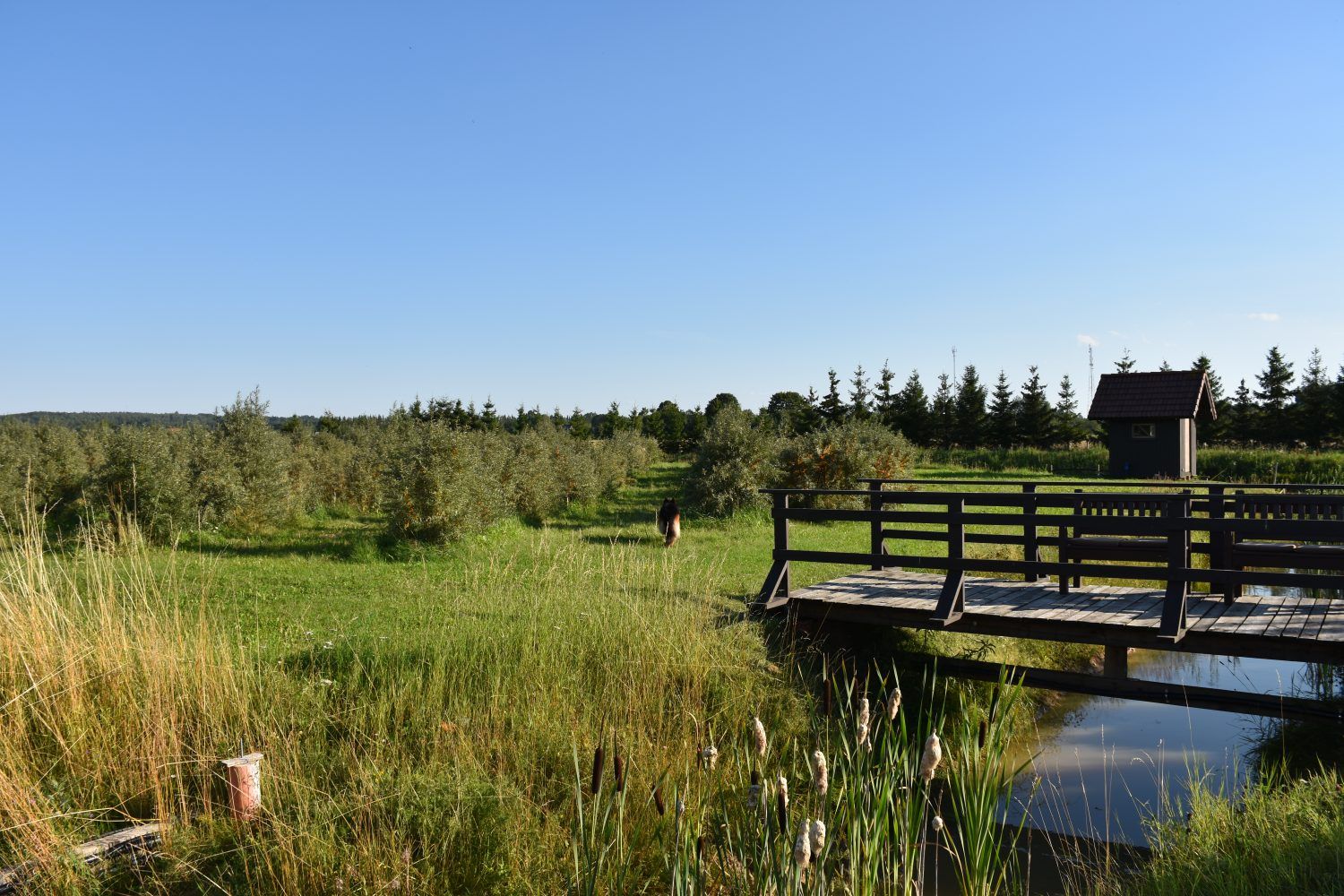 smiltsērkšķis, smiltsērkšķi, smiltsērkšķu sula, smiltsērkšķi, veselība, kā uzlabot imunitāti