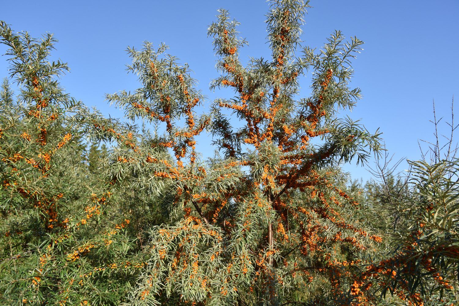 stādi, smiltsērkšķu stādi, darzi, Smiltsērkšķu sulas