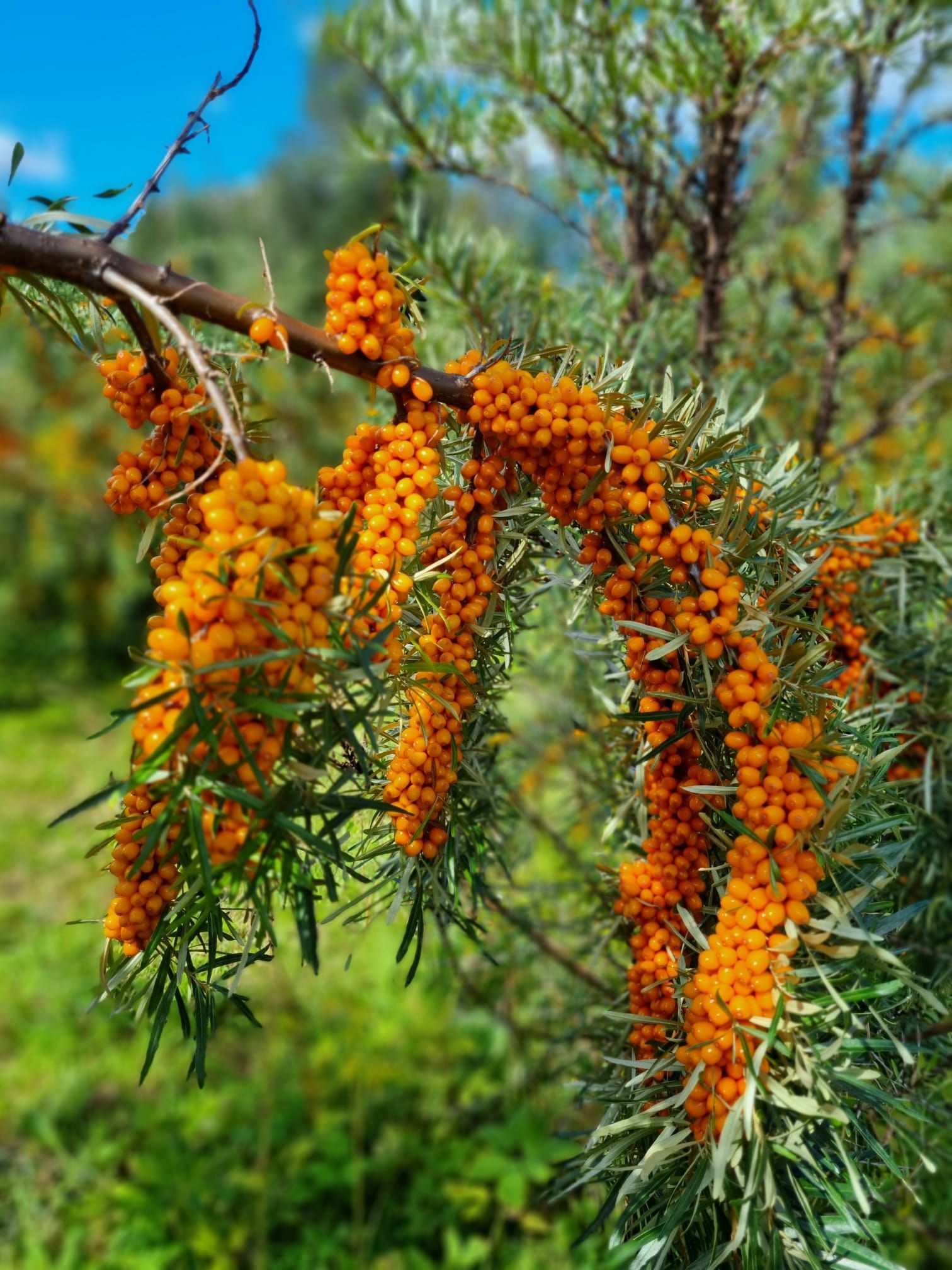 Smiltsērkšķu eļļa, Smiltsērkšķu sula, Smiltsērkšķis, Smiltsērkšķu ogas, Smiltsērkšķu produkcija, lauku tūrisms, stādi, Smiltsērkšķu stādi
Botaņičeskaja Ļubiteļskaja, Smiltsērkšķu stādi, stādi, Smiltsērkšķu komercdārzi, Smiltsērkšķis,