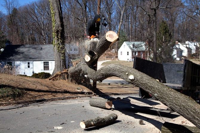 Crew removing downed trees from a residential street.