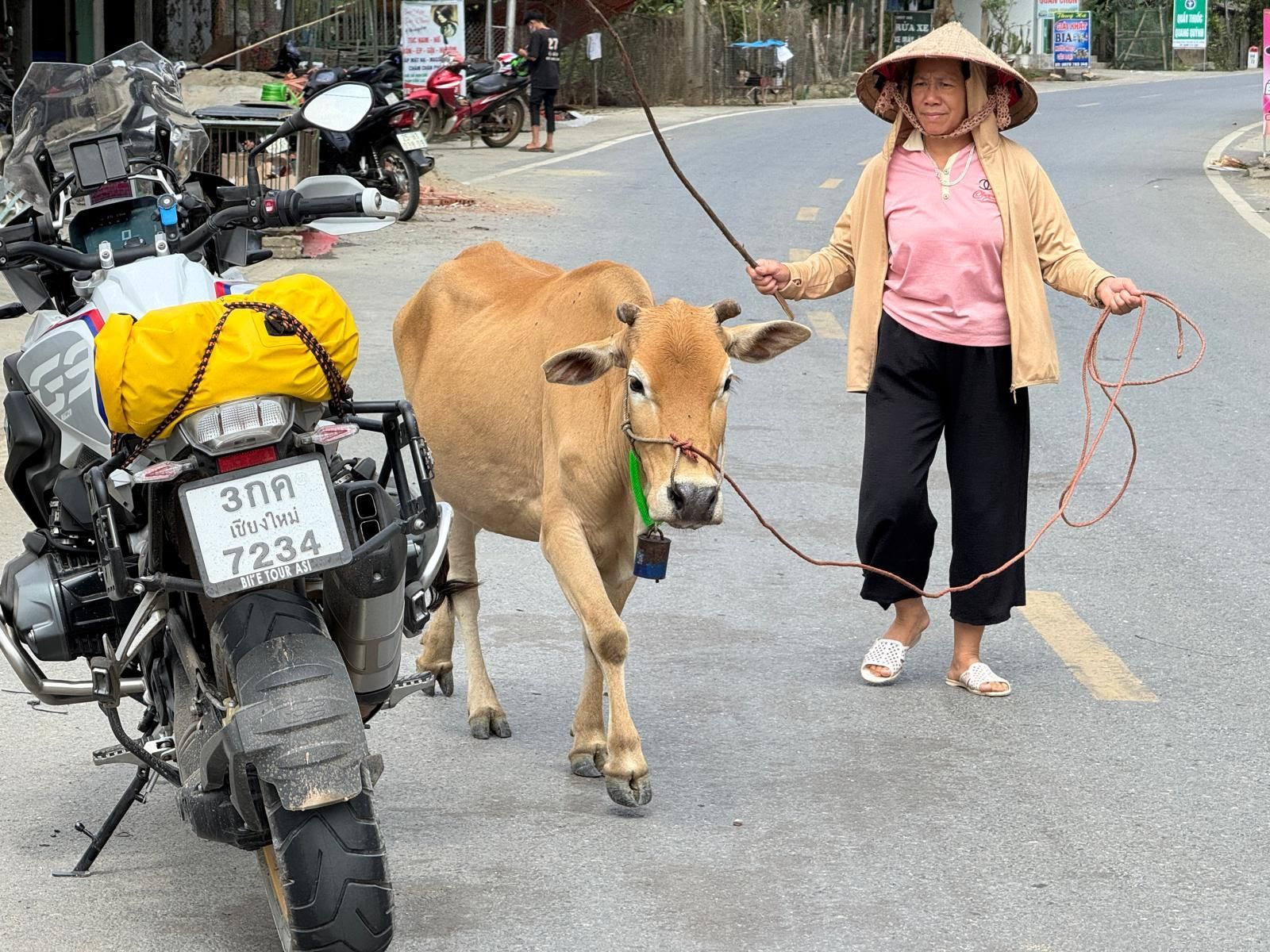 Local Vietnam lady with cow