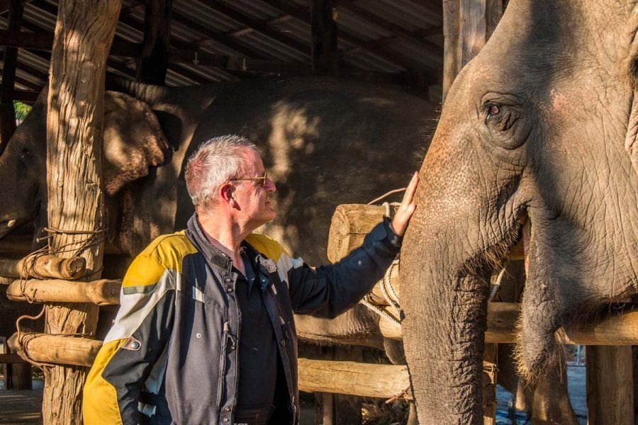 A man is petting an elephant in a fenced in area.