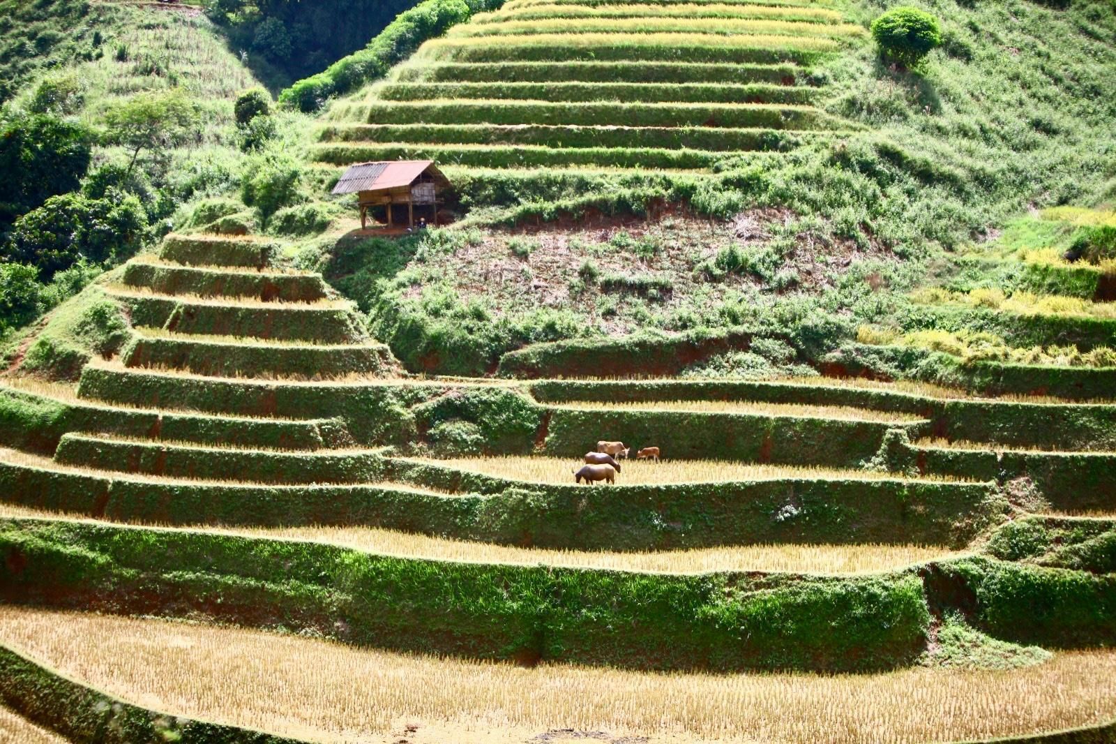 Sa Pa